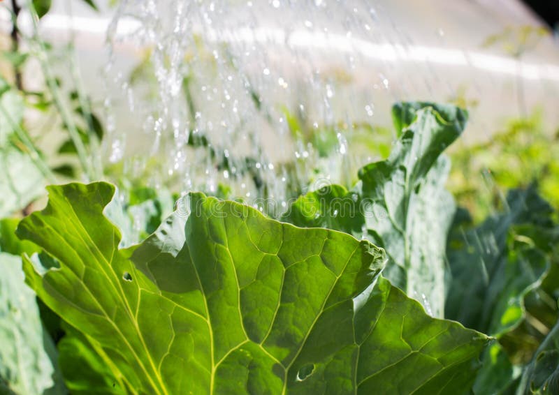Top Dressing of Cabbage for Tying Heads and Growth of Cabbage. Copy Space for Text Stock Photo