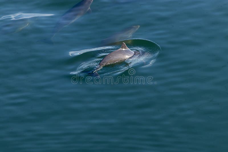 blue fin dolphin fish blue fin dolphin fish