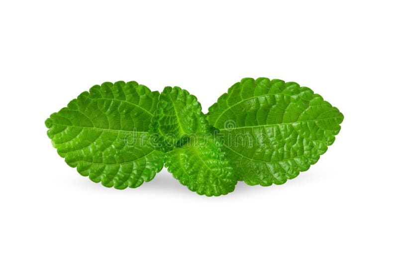 Top Green leaf of isolated on white background with clipping path royalty free stock photography