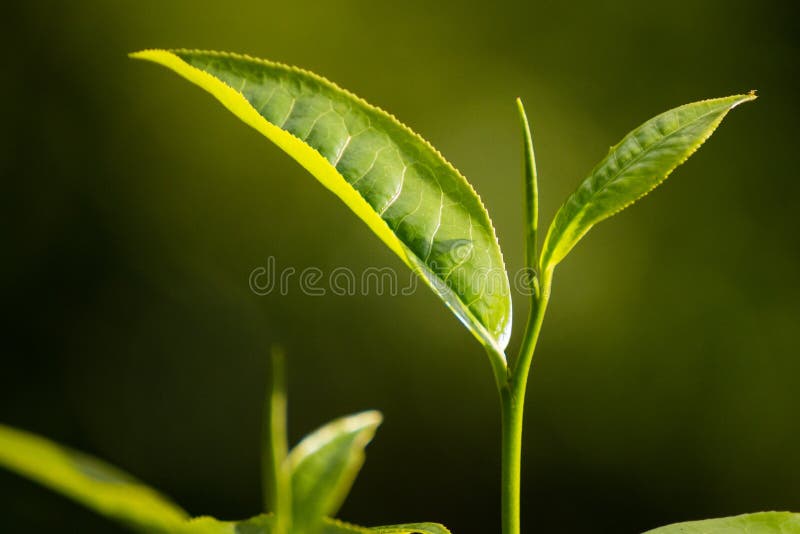Top of Green Tea Leaves in a Tea Plantation. Stock Photo Image of object, food 62392126