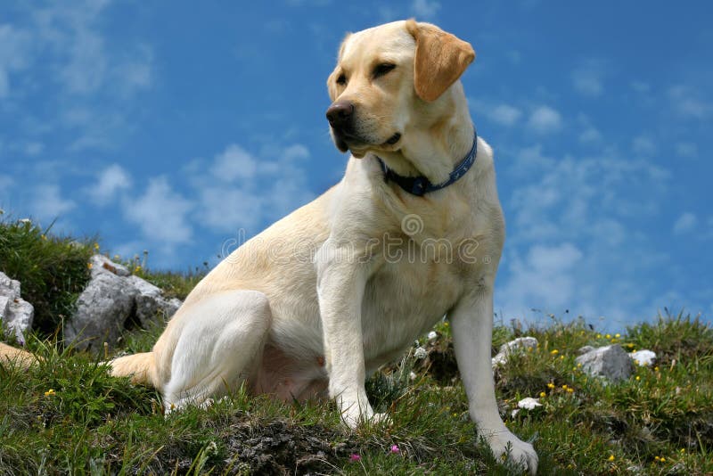 top labradora zdjęcia royalty free top labradora zdjęcia royalty free