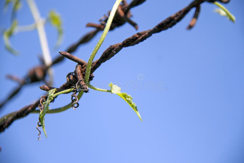 Top leaf of ivy gourd creeper with rust barbed wire compatible perfectly on background blue sky. royalty free stock photos
