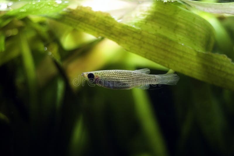 Top Lined Minnow