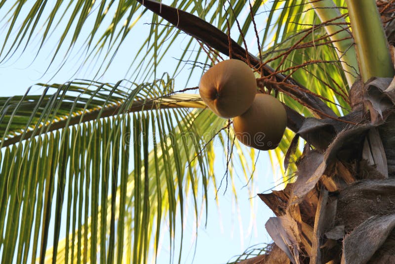 Top of palm tree with coconuts