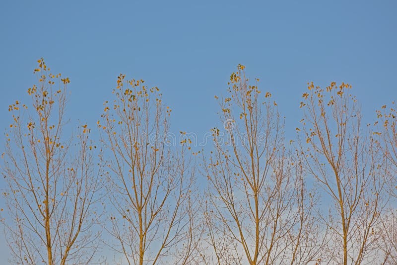 Crown of almost bare poplar trees with last autumn leafs againbst a blue sky. Crown of almost bare poplar trees with last autumn leafs againbst a blue sky.