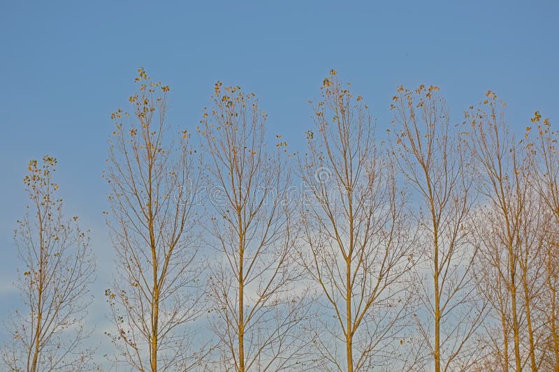 Crown of almost bare poplar trees with last autumn leafs againbst a blue sky. Crown of almost bare poplar trees with last autumn leafs againbst a blue sky.