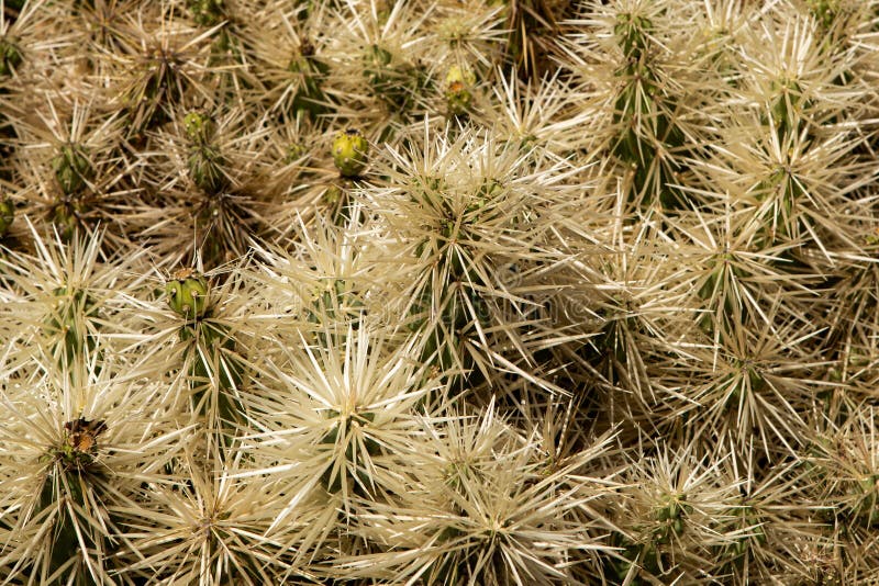 Top of spiky cactus royalty free stock photography Top of spiky cactus royalty free stock photography