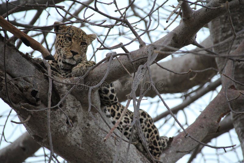 Animals at Serengeti National Park Stock Image - Image of hunting, bush:  159000757