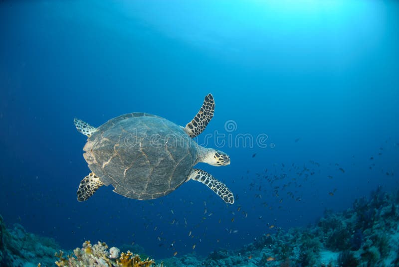 Top view of an adult Hawksbill turtle