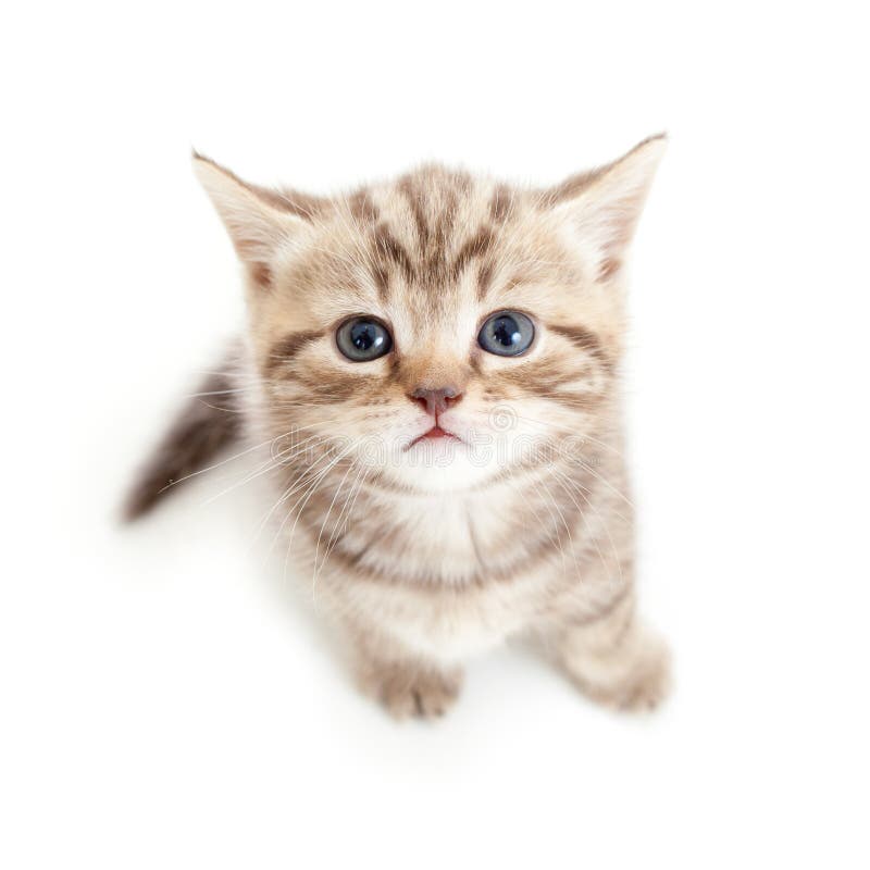 Top view of baby cat on white background