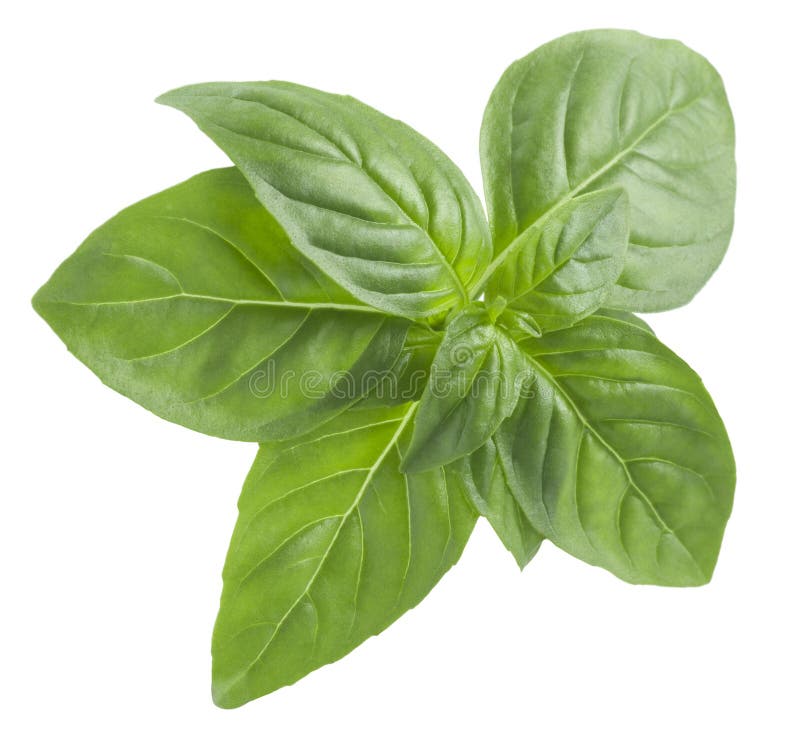 Top view of basil leaf isolated on white background