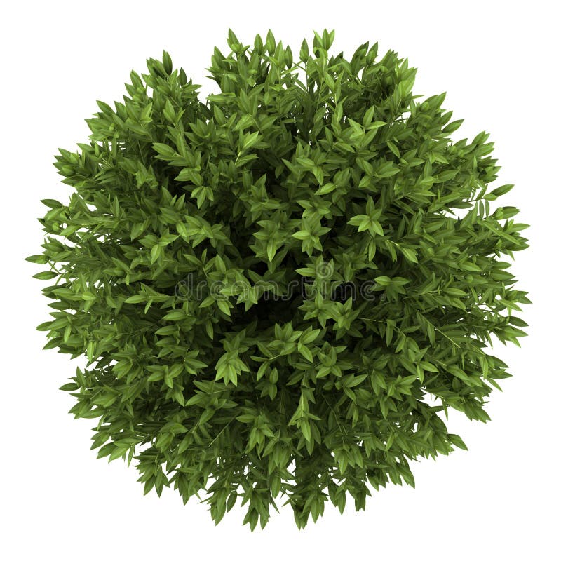 Download Top View Of Bay Laurel Bush Isolated On White Stock Illustration - Illustration of green, plant: 25424953