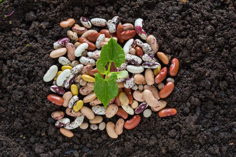 Top view of bean seed germination in soil with some seeds