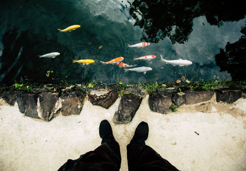 Top view of beautiful Japanese fish carp, swimming in a pond. Feet on the shore. Japanese Ritsurin park stock images Top view of beautiful Japanese fish carp, swimming in a pond. Feet on the shore. Japanese Ritsurin park stock images