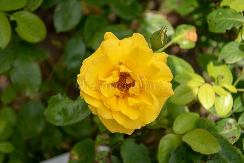 Yellow China Rose in the Garden Stock Photo - Image of april, focus ...