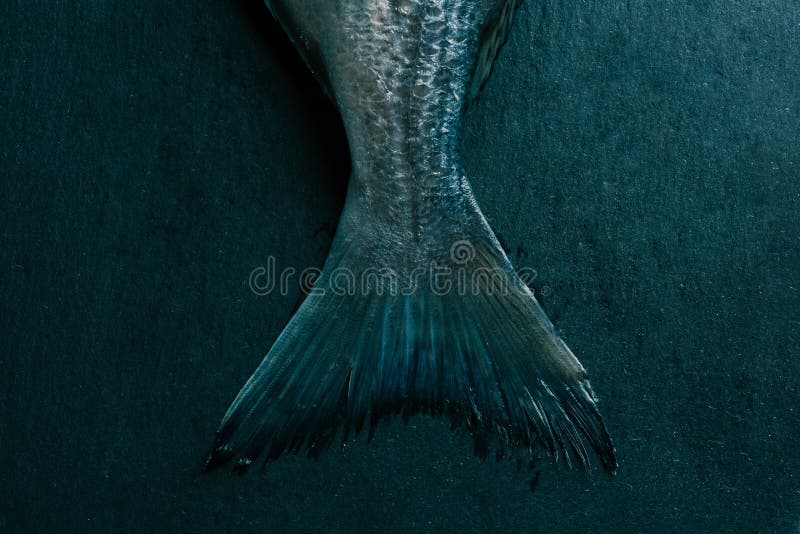 Wet Fish Tail in the Middle of Wooden Background Stock Image