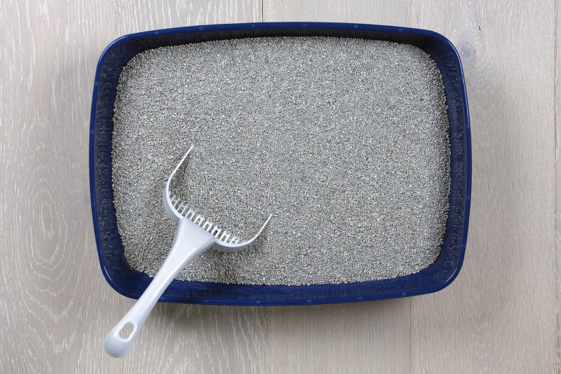 Top View of a Blue Cat Litter Tray and Scoop Stock Photo Image of
