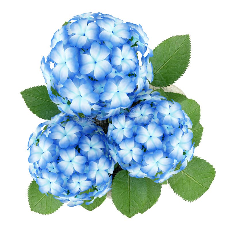 Top view of blue flower in stone pot on white