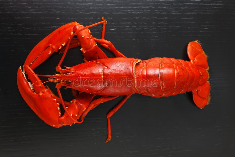 Top view at boiled Atlantic Lobster on dark wooden table. Top view at boiled Atlantic Lobster on dark wooden table.