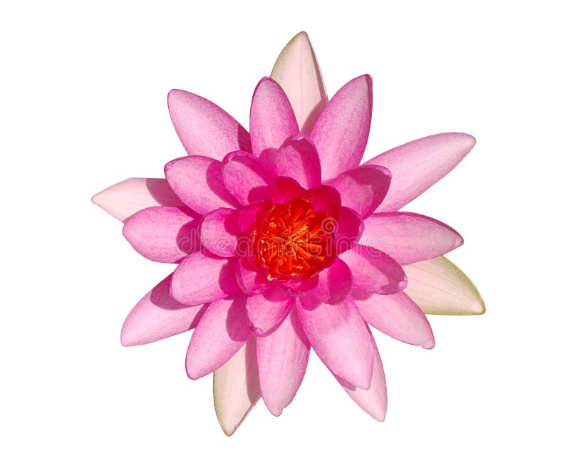 Top view of bright pink water lily flower