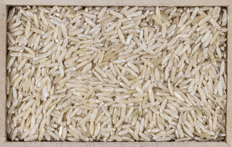 Rice Oryza Sativa seeds 