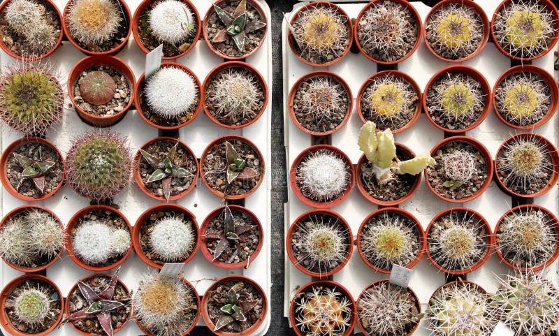 Image result for cactus selection