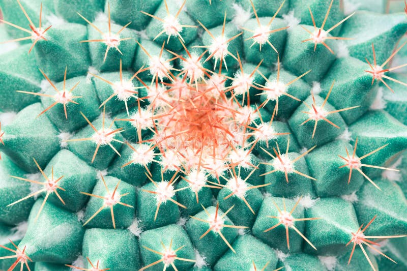 Top view on cactus.