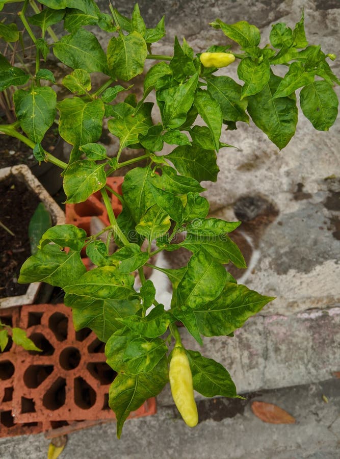 Top View of Chili Plant in Gardens. Stock Image Image of plant, view