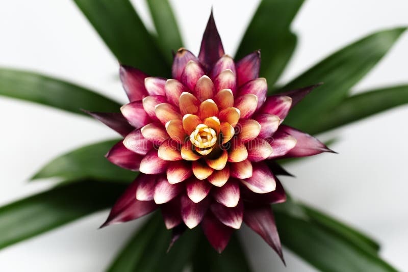 Top View; Close-up Natural Background of Beautiful Bromelia Flower on  White. Stock Photo - Image of decoration, decorative: 214856356