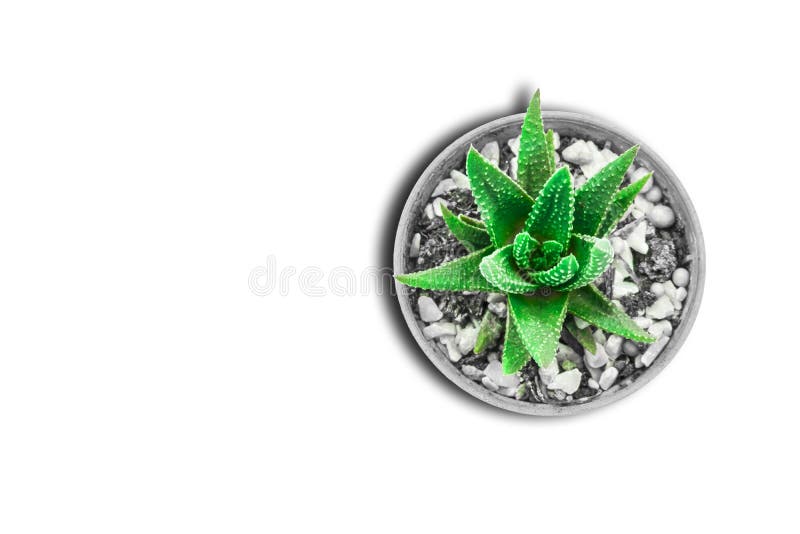 reen cactus plant aloe vera shape in vintage monochrome pot isolated on white background