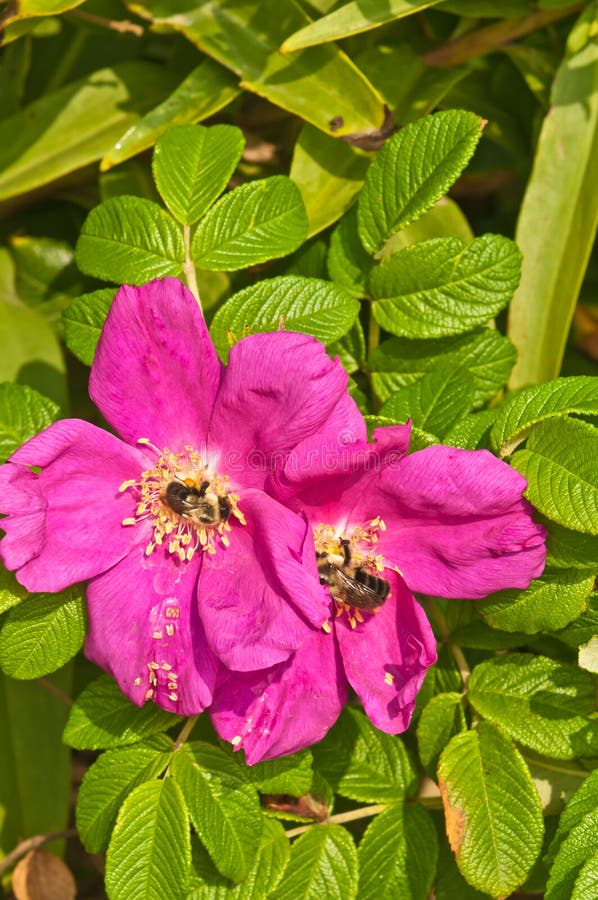 Wild roses with two honey bees collecting nectar stock photos Wild roses with two honey bees collecting nectar stock photos