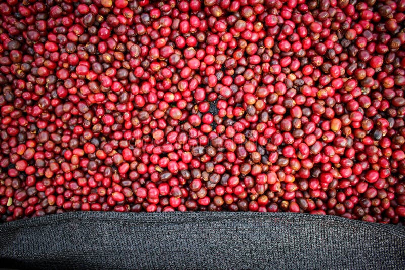 Coffee Cherries after the Harvest and Raw Coffee Beans Stock Image