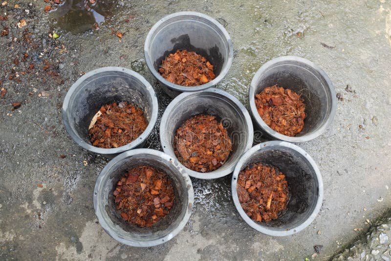 Top View Coconut Husk Chips in Plant Pots.preparing To Plant Trees
