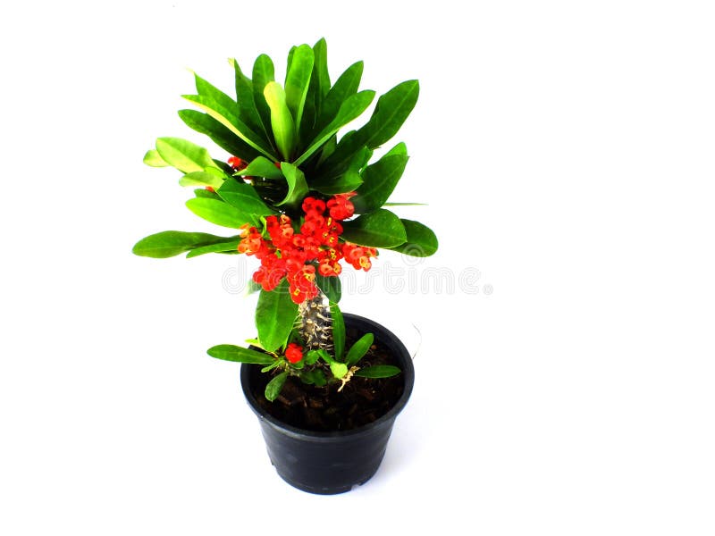 Crown of Thorns Plant Isolated on White Background Stock Photo - Image