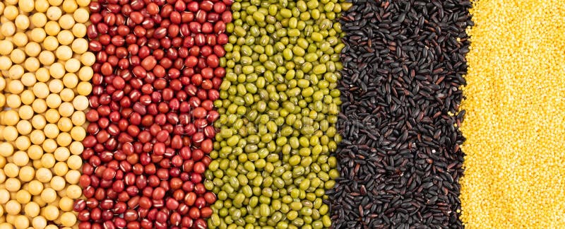 Top View of Different Grain and Cereal Varieties in Vertical Rows Stock