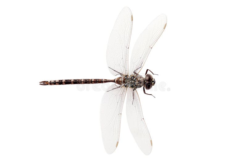 Top view dragon fly