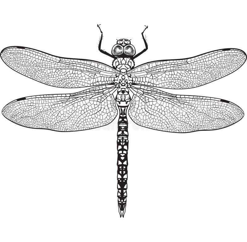 Top view of dragonfly with transparent wings, isolated sketch illustration