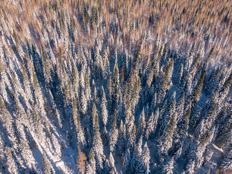 Top view drone forest winter aerial stock photos Top view drone forest winter aerial stock photos