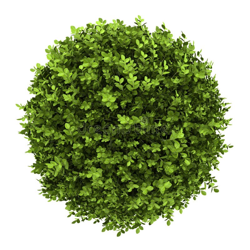 Top View of Dwarf English Boxwood Isolated Stock Illustration
