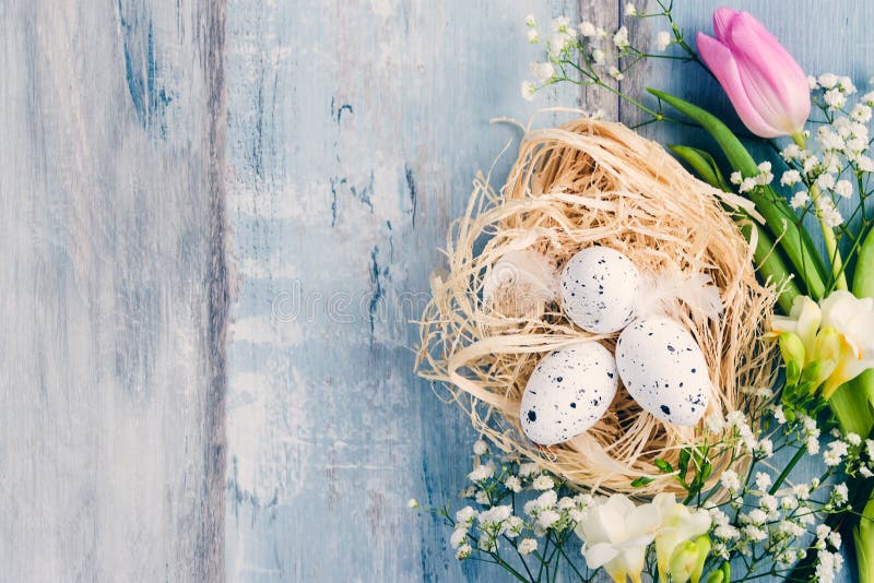 Top view of easter eggs in a nest. Spring flowers and feathers over blue rustic wood background.