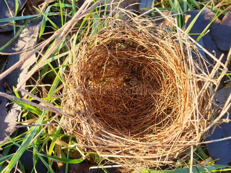 Bird in Straw Nest with Pink Feathers and Glitter Stock Image Image