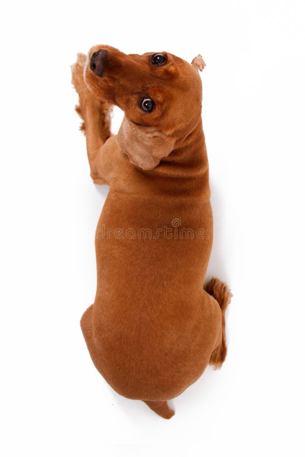 Top View of English Cocker Spaniel Dog royalty free stock photo Top View of English Cocker Spaniel Dog royalty free stock photo