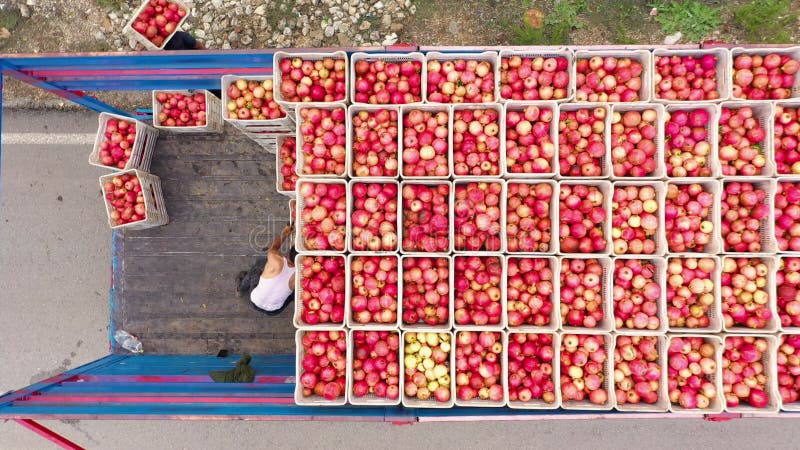 Top view of farm workers loading boxes with pomegranates. stock footage