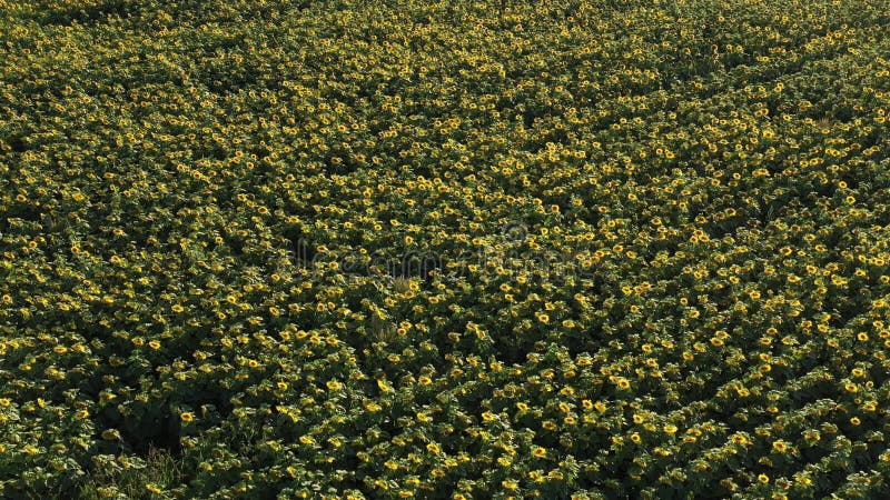 Top view of a field of flowering sunflowers on the background of sunset