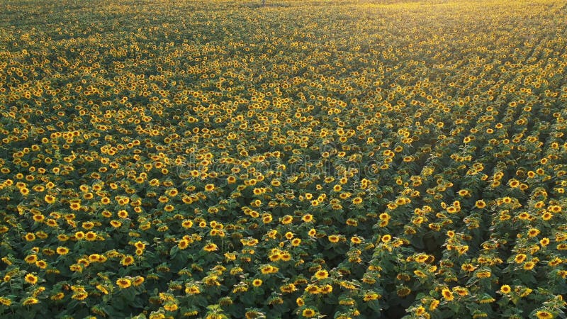 Top view of a field of flowering sunflowers on the background of sunset