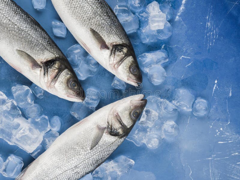 Top view fish ice cubes. High quality photo stock photography