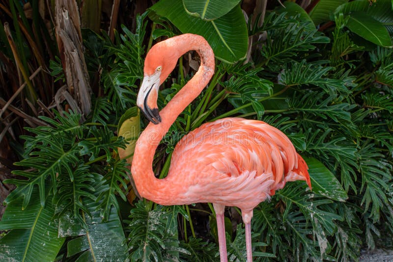 Flamingo Nose Photos Free Royalty Free Stock Photos From Dreamstime [ 533 x 800 Pixel ]