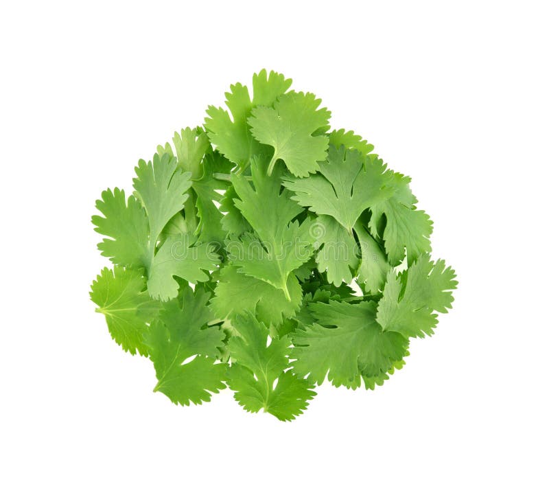 Top View of Fresh Coriander Leaves Isolated on White Background Stock