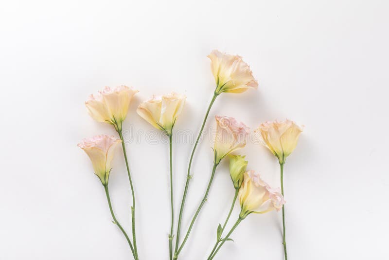 Top View of Fresh Flowers Isolated on a White Background - Perfect for ...