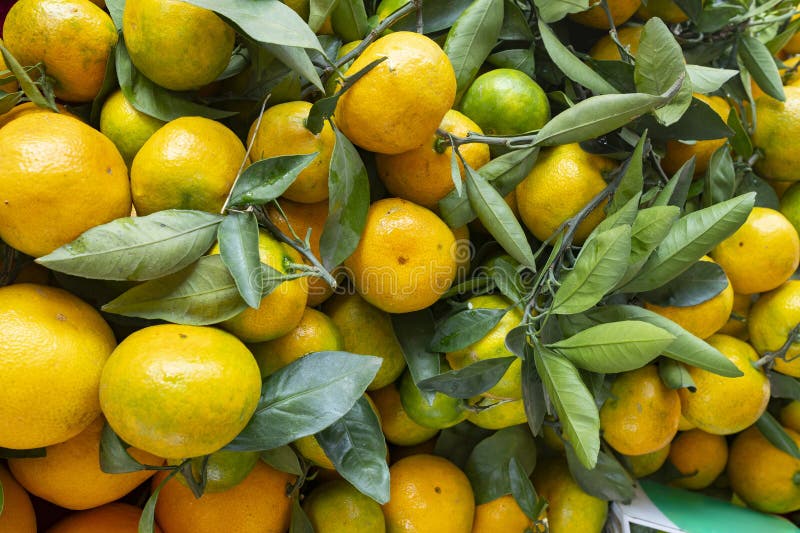 Fresh Oranges on Sale Horizontal Composition Stock Image Image of